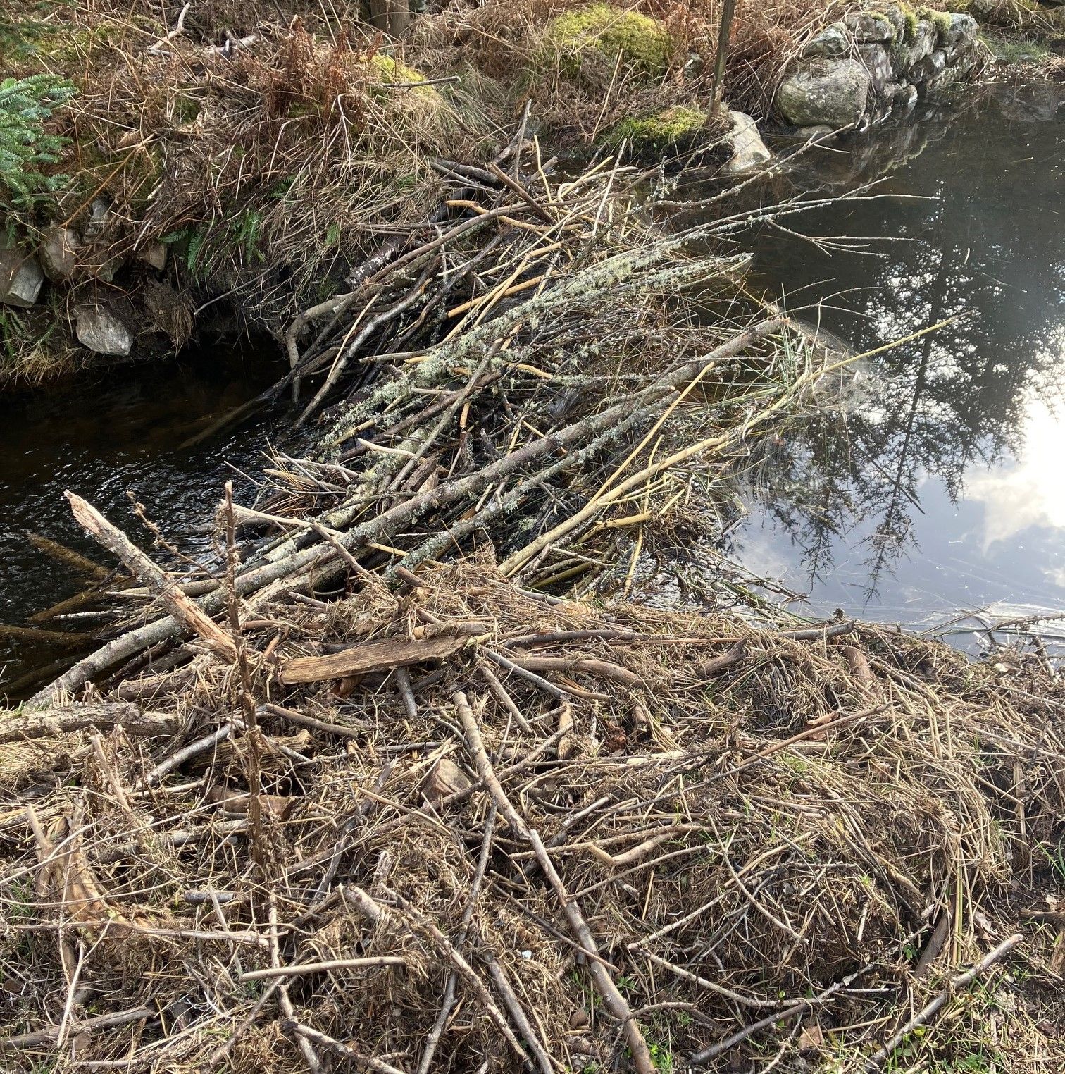 Beaver Dam